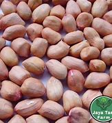 Kacang Tanah Biji Besar